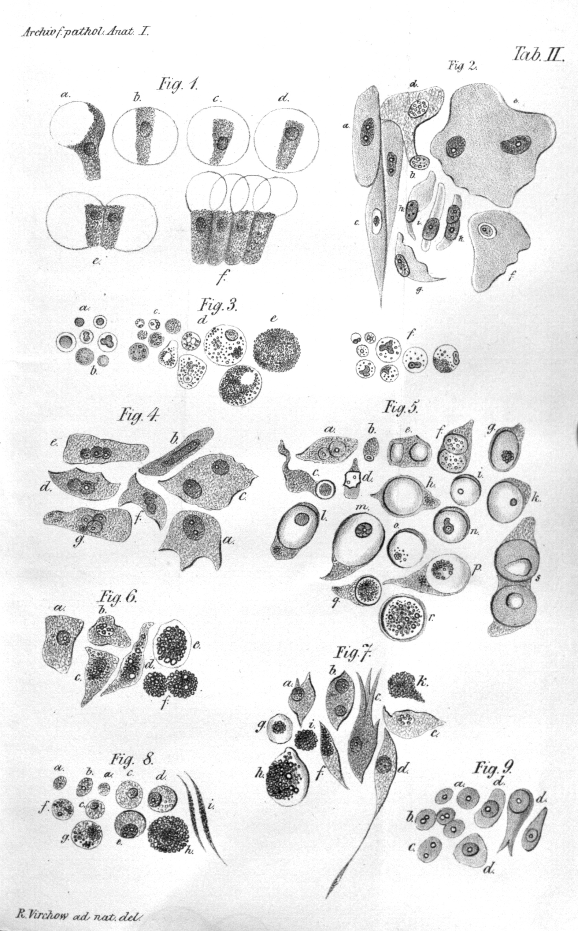 Illustration of Virchow’s cell theory. Virchow depicted different cells transformation due to irritation. (Virchow Rudolf 1847)