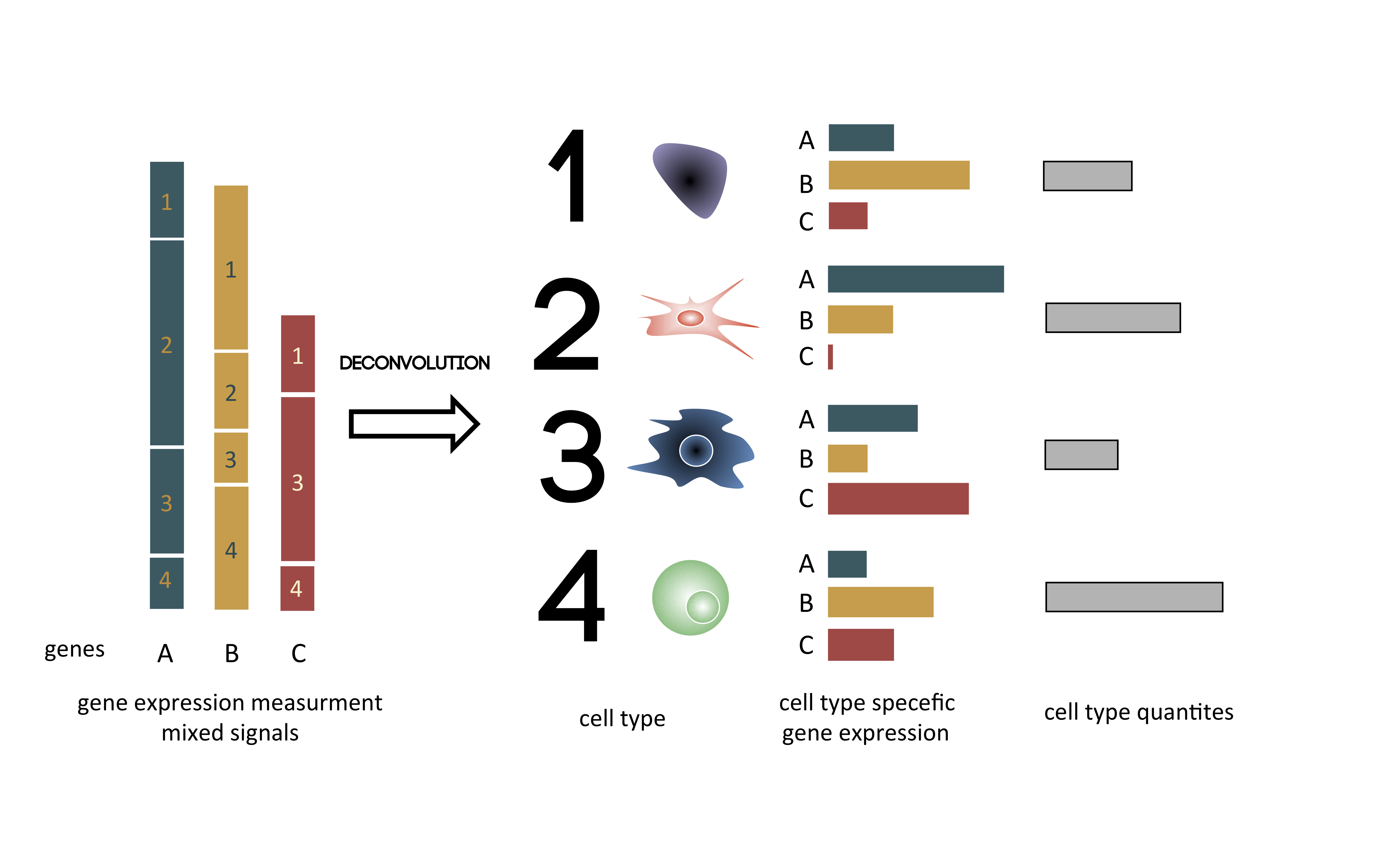 Principle of the deconvolution applied to transcriptome Graphical illustration of the deconvolution of mixed samples. Starting from the left, gene expression of genes A B C is a sum of expression of cell types 1, 2, 3, 4. After deconvolution, cell types are separated, and gene expression of each cell type is estimated taking into account cell type proportions.