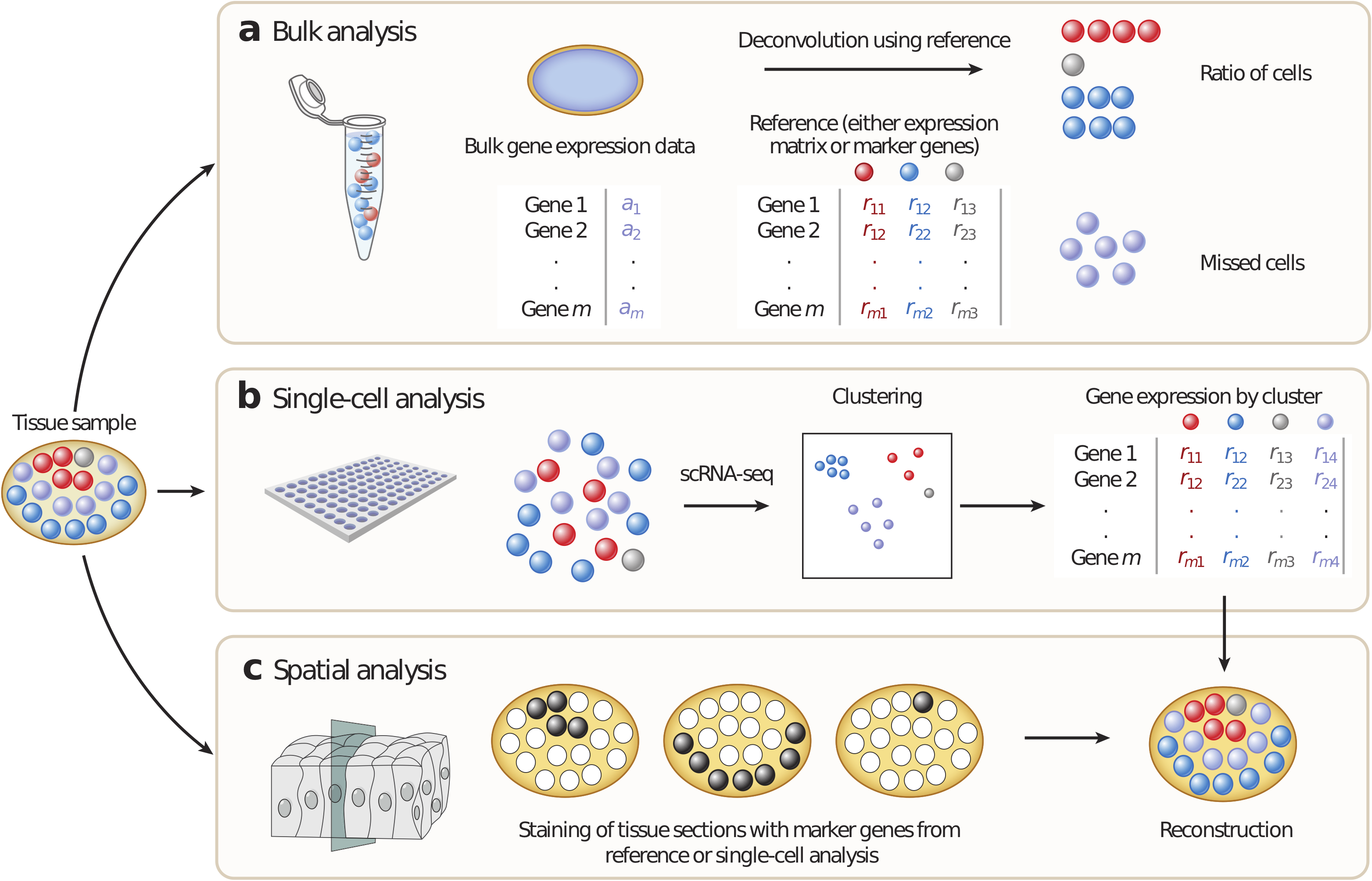 Overview of approaches to identify cell types with different technologies: bulk transcriptome, scRNA-seq and spatial transcriptomics. A - Bulk analysis: cell types are mixed in a sample and can be found in the mixture thanks to known refrence cell type profiles, B - In single-cell analysis, tissues are first dissociated to a single-cell suspension and then profiled individually by single-cell RNA sequencing (scRNA-seq). Cell types, including previously unknown cell types, can be identified but no positional information is retained. C - In spatial analysis, sections are cut from tissue blocks and the position of cell types within the tissue can be identified using marker genes. This technique generates two-dimensional (2D) information but often for only a few genes. Once spatial data are available, scRNA-seq data can be mapped back onto the tissue and it is possible to reconstruct a 2D image of the tissue. Reprinted by permission from Annu. Rev. Biomed. Data Sci. (Chen, Teichmann, and Meyer 2018) © Copyright 2018. All rights reserved.